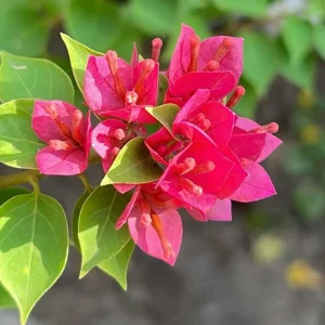 Bougainvillea Live Plant – Tropical Flowering Vine – 2-Pack 4-6 Inch Tall - Image 9