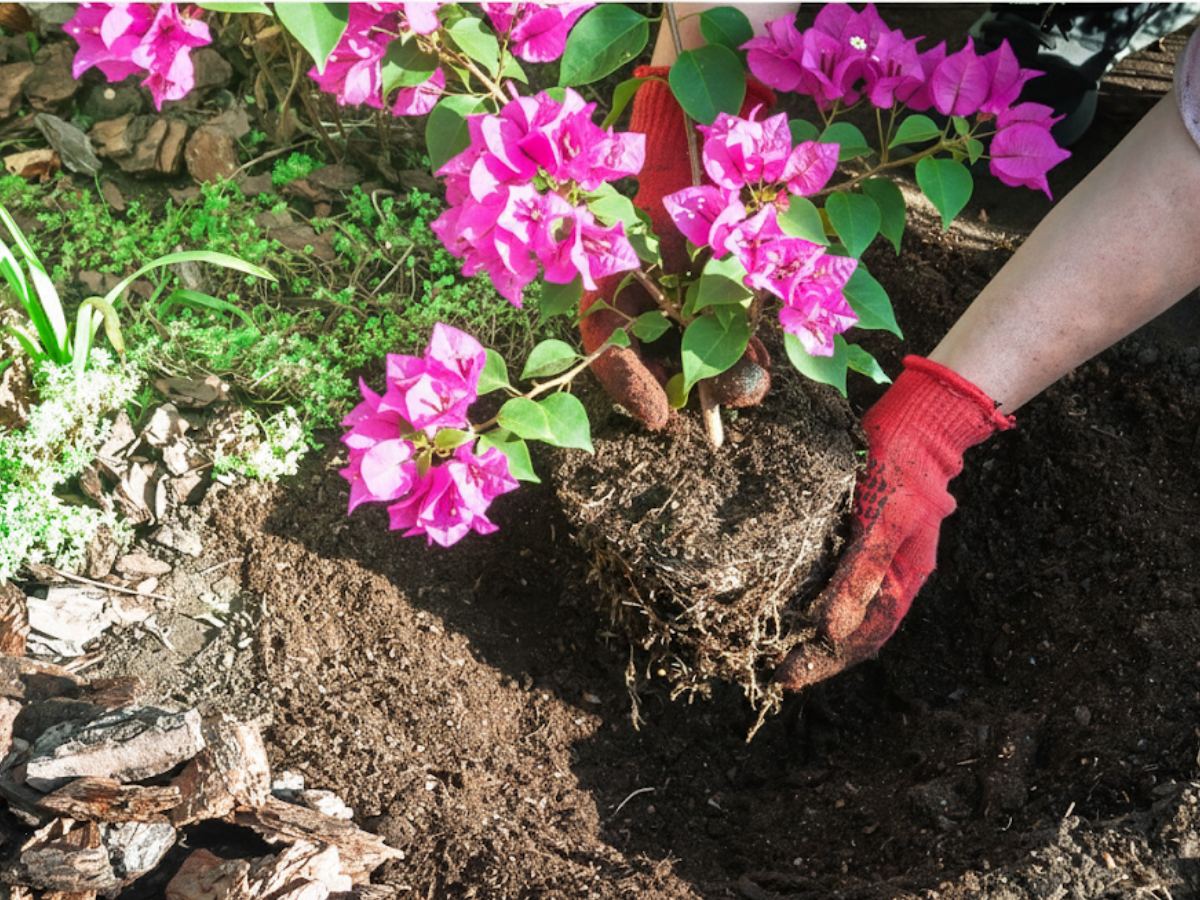 bougainvillea plant needs at least 6 to 8 hours of direct, unobstructed sunlight every single day