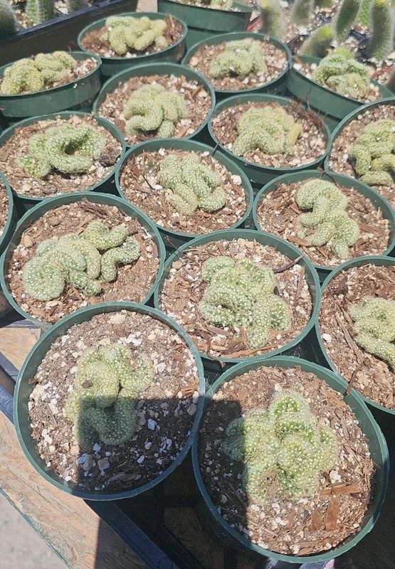 Brain Cactus Live Plant – Mammillaria Elongata Cristata – 4in Pot – Rare Cactus - Image 2