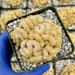 Brain Cactus Live Plant – Mammillaria elongata Cristata – 4 Inch Pot – Rare Indoor Succulent - Image 1