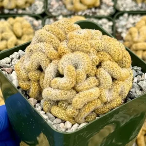 Brain Cactus Live Plant – Mammillaria elongata Cristata – 4 Inch Pot – Rare Indoor Succulent - Image 3