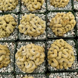 Brain Cactus Live Plant – Mammillaria elongata Cristata – 4 Inch Pot – Rare Indoor Succulent - Image 4