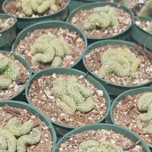 Brain Cactus Live Plant – Mammillaria Elongata Cristata – 4in Pot – Rare Cactus - Image 1