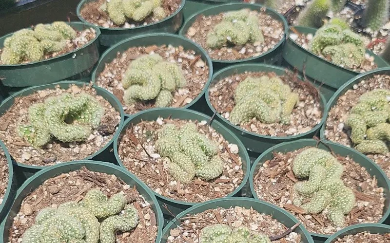 Brain Cactus Live Plant – Mammillaria Elongata Cristata – 4in Pot – Rare Cactus - Image 1