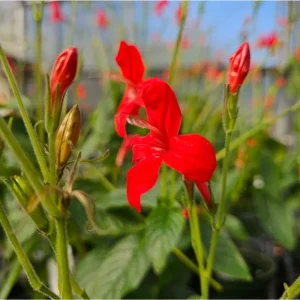 Brazilian Red Ruellia Live Plant - 2 Pack, Red Flowers, 4-9 Inch Tall - Image 1