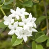 Bridal Wreath Jasmine Live Plant - White Climbing Vine, 4-6 Inch Tall - Image 1