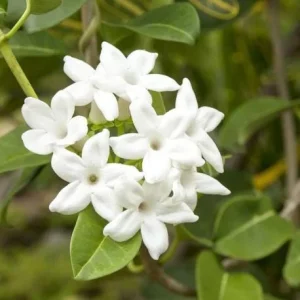 Bridal Wreath Jasmine Live Plant - White Climbing Vine, 4-6 Inch Tall - Image 1