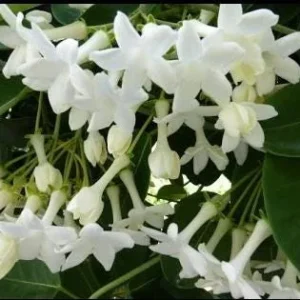 Bridal Wreath Jasmine Live Plant - White Climbing Vine, 4-6 Inch Tall - Image 2