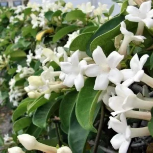 Bridal Wreath Jasmine Live Plant - White Climbing Vine, 4-6 Inch Tall - Image 3