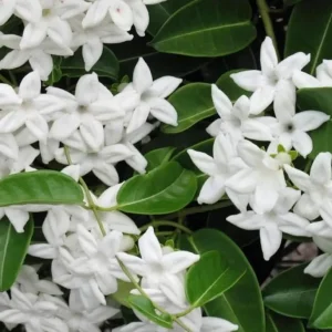 Bridal Wreath Jasmine Live Plant - White Climbing Vine, 4-6 Inch Tall - Image 4
