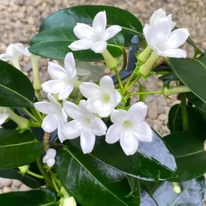 Bridal Wreath Jasmine Live Plant - White Climbing Vine, 4-6 Inch Tall - Image 5