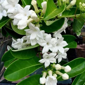 Bridal Wreath Jasmine Live Plant - White Climbing Vine, 4-6 Inch Tall - Image 6