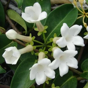 Bridal Wreath Jasmine Live Plant - White Climbing Vine, 4-6 Inch Tall - Image 7