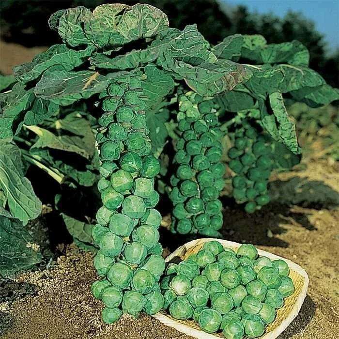 Brussels Sprout Seeds - Jade Cross E Variety - 1000 Seeds for Outdoor Gardening - Image 2