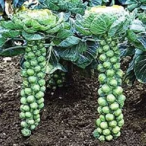 Brussels Sprout Seeds - Jade Cross E Variety - 1000 Seeds for Outdoor Gardening - Image 1