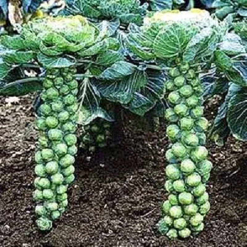 Brussels Sprout Seeds - Jade Cross E Variety - 1000 Seeds for Outdoor Gardening - Image 1