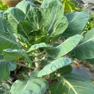 Brussels Sprouts Live Plants – 2 Pack, 4 Inch Pot – Outdoor Vegetable Plant - Image 2