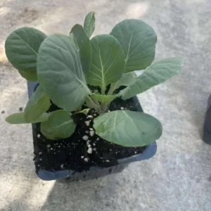 Brussels Sprouts Live Plants – 2 Pack, 4 Inch Pot – Outdoor Vegetable Plant - Image 5