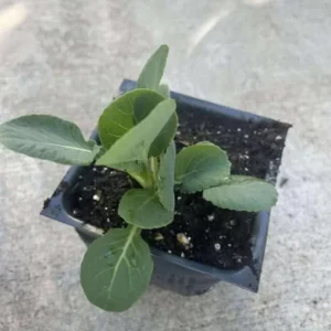 Brussels Sprouts Live Plants – 2 Pack, 4 Inch Pot – Outdoor Vegetable Plant - Image 6