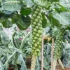 Brussels Sprouts Live Plants – 2 Pack, 4 Inch Pot – Outdoor Vegetable Plant - Image 1