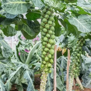 Brussels Sprouts Live Plants – 2 Pack, 4 Inch Pot – Outdoor Vegetable Plant - Image 1