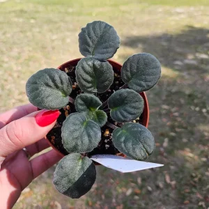Buckeye Cranberry Sparkler African Violet Live Plant – 4 Inch Pot – Indoor Houseplant - Image 2