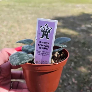 Buckeye Cranberry Sparkler African Violet Live Plant – 4 Inch Pot – Indoor Houseplant - Image 3