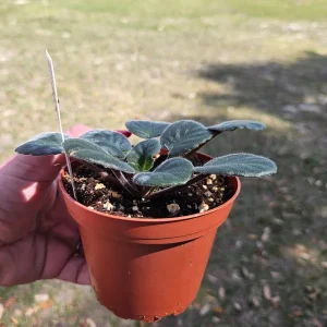 Buckeye Cranberry Sparkler African Violet Live Plant – 4 Inch Pot – Indoor Houseplant - Image 4