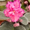 Buckeye Cranberry Sparkler African Violet Live Plant – 4 Inch Pot – Indoor Houseplant - Image 1