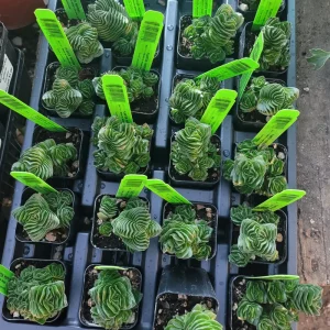 Buddha's Temple Crassula pyramidalis Live Plant | Rare Succulent | 2in Pot - Image 2