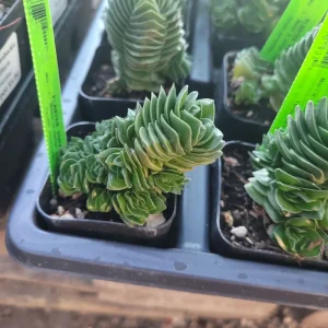 Buddha's Temple Crassula pyramidalis Live Plant | Rare Succulent | 2in Pot - Image 3