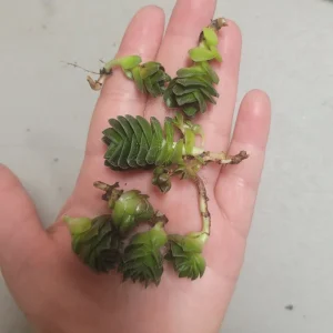 Buddha's Temple Crassula pyramidalis Live Plant | Rare Succulent | 2in Pot - Image 4