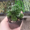 Buddha's Temple Crassula pyramidalis Live Plant | Rare Succulent | 2in Pot - Image 1