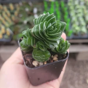 Buddha's Temple Crassula pyramidalis Live Plant | Rare Succulent | 2in Pot - Image 1