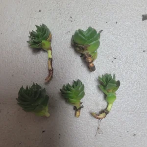 Buddha's Temple Crassula pyramidalis Live Plant | Rare Succulent | 2in Pot - Image 5