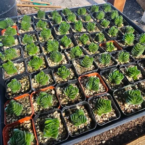 Buddha's Temple Crassula pyramidalis Live Plant | Rare Succulent | 2in Pot - Image 7