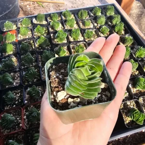 Buddha's Temple Crassula pyramidalis Live Plant | Rare Succulent | 2in Pot - Image 8