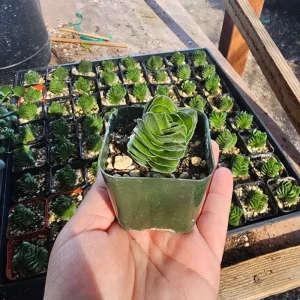 Buddha's Temple Crassula pyramidalis Live Plant | Rare Succulent | 2in Pot - Image 9