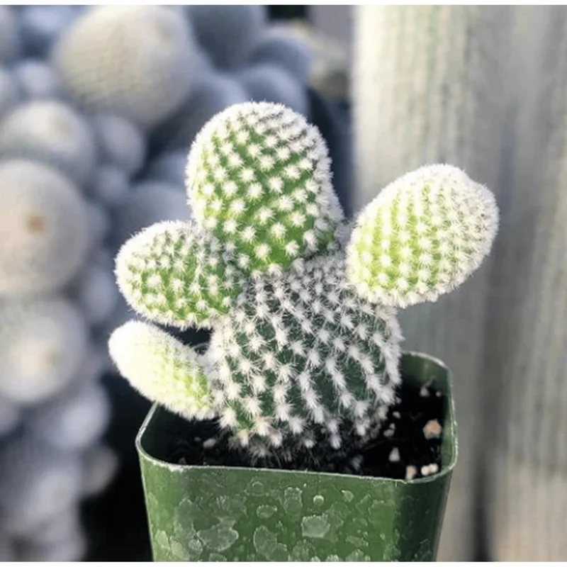 Bunny Ear Cactus Live Plant – Opuntia Microdasys – Prickly Pear Cactus – 2" Pot Indoor/Outdoor - Image 2