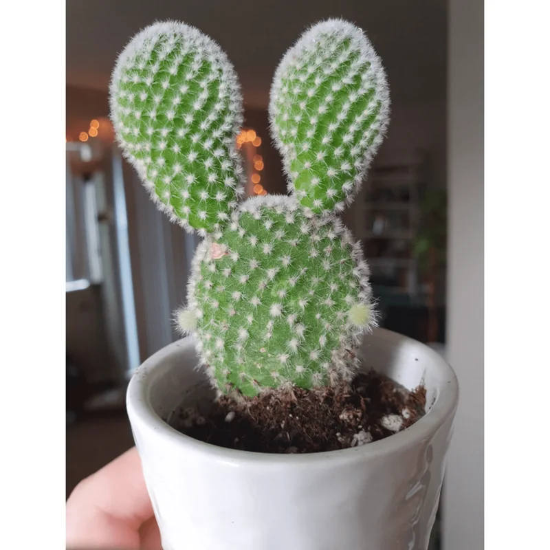 Bunny Ear Cactus Live Plant – Opuntia Microdasys – Prickly Pear Cactus – 2" Pot Indoor/Outdoor - Image 3