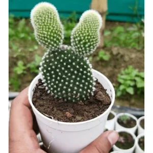 Bunny Ear Cactus Live Plant - Opuntia Microdasys Prickly Pear 4