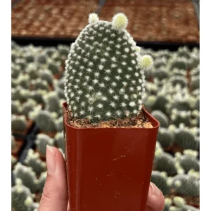 Bunny Ear Cactus Live Plant – Opuntia Microdasys – Prickly Pear Cactus – 2