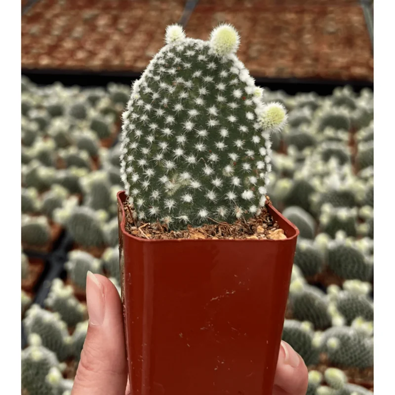 Bunny Ear Cactus Live Plant – Opuntia Microdasys – Prickly Pear Cactus – 2" Pot Indoor/Outdoor - Image 4
