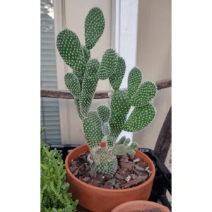 Bunny Ear Cactus Live Plant - Opuntia Microdasys Prickly Pear 4