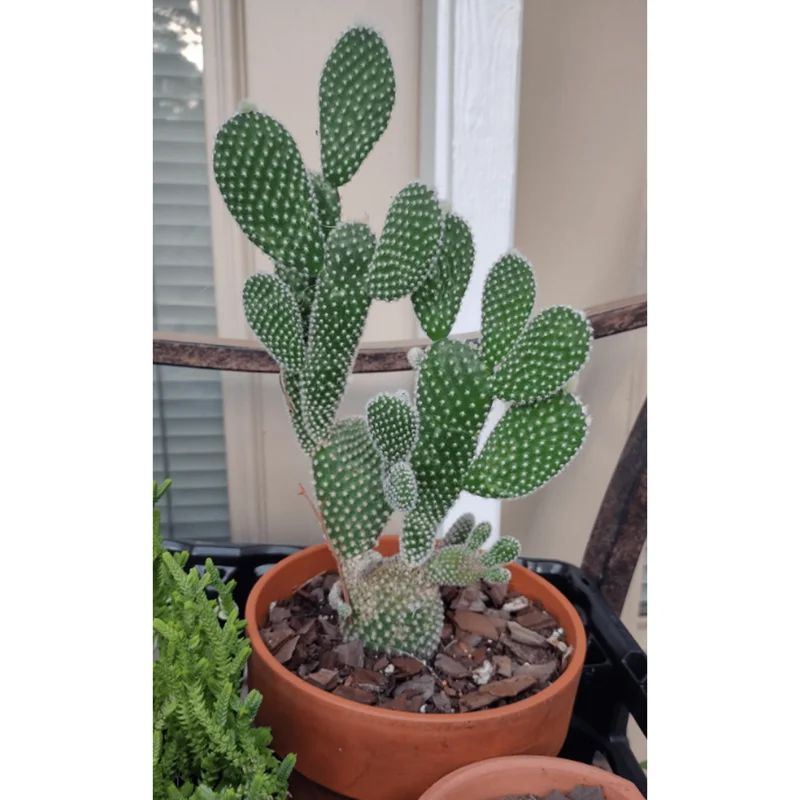 Bunny Ear Cactus Live Plant - Opuntia Microdasys Prickly Pear 4" Pot - Image 5
