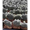 Bunny Ear Cactus Live Plant - Opuntia Microdasys Prickly Pear 4" Pot - Image 1