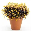 Burgundy Yellow Oxalis Live Plant Starter – 4 inch Pot, 4-6 inch Tall - Image 1
