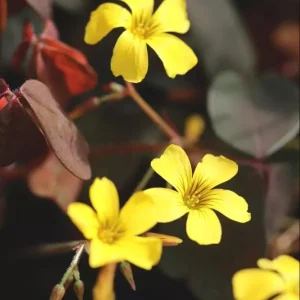 Burgundy Yellow Oxalis Live Plant Starter – 4 inch Pot, 4-6 inch Tall - Image 3