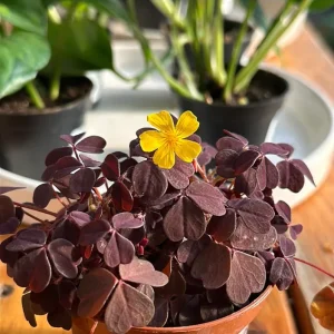 Burgundy Yellow Oxalis Live Plant Starter – 4 inch Pot, 4-6 inch Tall - Image 4