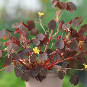 Burgundy Yellow Oxalis Live Plant Starter – 4 inch Pot, 4-6 inch Tall - Image 5